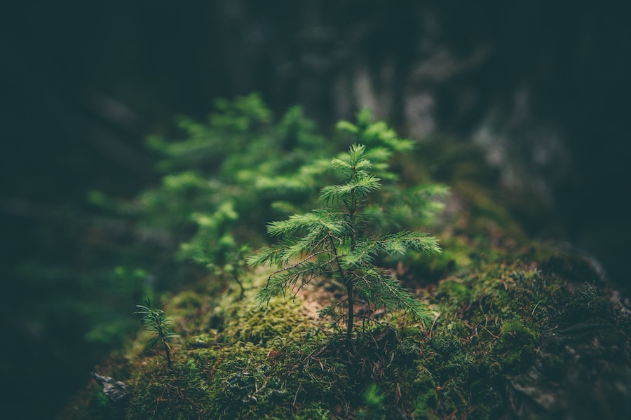 matthew-smith-Rfflri94rs8-unsplash (1)