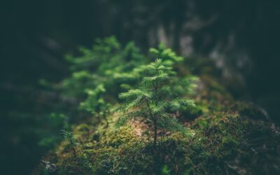 Can People Make Use of The Greenhouse Effect?